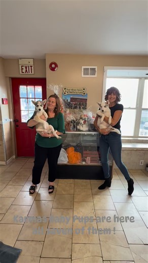 Husky Fest is Saturday !! Come join us !!#huskyrescue #huskyhousenj #adoptdontshop #huskiesofinstagram #husky #dog #huskygram #boyertown #farm #farmfest | Husky House
