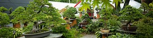 About Our Nursery < Bonsai West