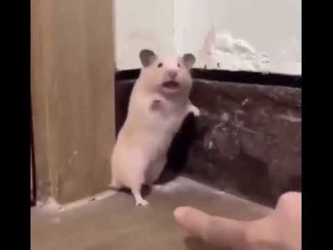 Gerbil screams when scared.