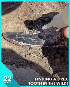 2.9M views · 53 reactions | This paleontologist uncovers some of the most fascinating remains of dinosaurs...勞練 TT/IG | duranosaur | Happiness Heroes | Facebook