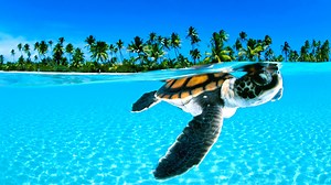 82 reactions · 4 comments | Sea Turtle  Epic Tiny Heroes! | 1 Minute Animals Dive into the incredible journey of sea turtles from the very start! Watch as these tiny hatchlings break free from their sandy nests and embark on an epic race to the sea, facing daunting obstacles along the way. It's a thrilling adventure of survival from day one! #seaturtle #seaturtlelove #seaturtles #sealife #oceanlife | 1 Minute Animals | Facebook