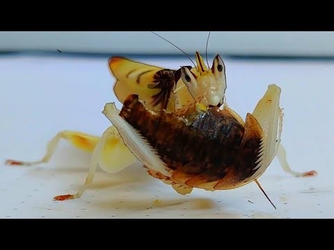Mantis eating a whole Madagascar cockroach ( TIMELAPSE )