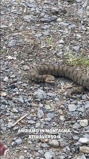 VIPERA, Come Comportarsi