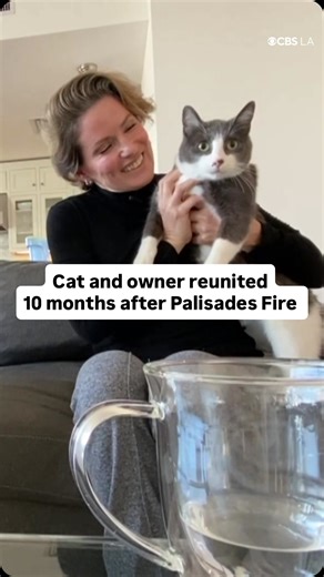A cat and its owner were reunited 10 months after going missing during the chaos of the Palisades Fire. | CBS LA