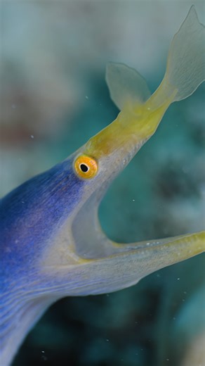 Fadil Tally on Instagram: "Ribbon Eel (Rhinomuraena quaesita) Ribbon eel development is marked by a remarkable life cycle that includes dramatic changes in both colour and sex. All ribbon eels begin life as black juveniles with a yellow dorsal fin. As they grow, they mature into males, developing a striking blue body accented by a vivid yellow dorsal fin and distinctive facial markings. If a male reaches sufficient size, it undergoes a final transformation into a bright yellow female. This proce