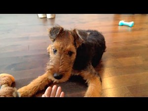 Adorable Airedale Terrier Puppy Makes Chewbacca Sounds