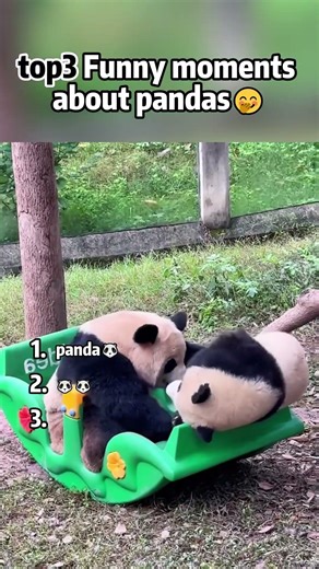 top3 Funny moments about pandas🤭