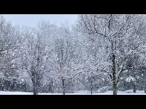 Relaxing Snow Falling on Trees | Heavy Snow and Wind Sounds and Stock Footage