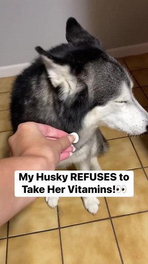 SHE ARGUES & SHAKES HER HEAD ‘NO’! 🤣😂 | Meeka The Husky