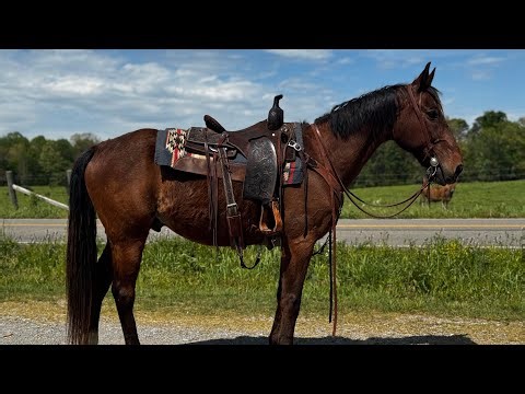 TSP LOT# 3368 - C & C HOORAH - STBD - Gelding - 14.3 H - $1400