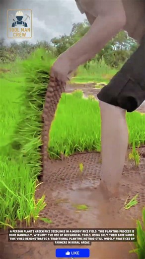 Traditional Rice Planting: No Tools, Just Bare Hands!