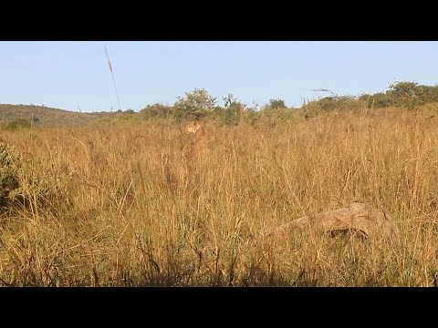Zebra foal stalked by a hungry lioness