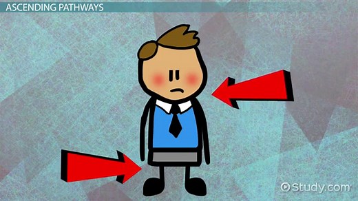 Somatic Sensory Pathways | Ascending & Descending