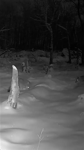 Coyotes Moving at -25°C | Alberta Trail Cam 🐺❄️ #hunting #wildlife #snow