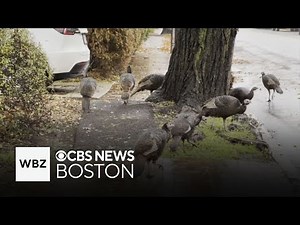 Wild turkey seen on video attacking car in Boston