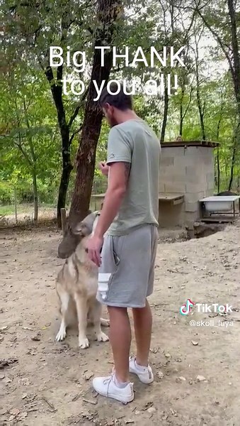 Big Thank U to all of you ❤️🐺 #dogsoftiktok #love #animals #wolf #wolfdog #highcontentwolfdog #americanwolfdog #wolfdogsoftiktok #pet #wolfstar and thank to @Cléa & Cie 🐶🐱 for filming Skoll and me ❤️🐺