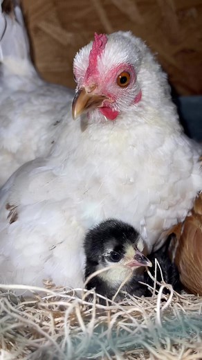 238K views · 6.8K reactions | Nothing more adorable than a hen with her new little babies who are popping out to say hello勺 #chickens #bantamchicken #backyardchickens #hen #broody #broodyhens #babychickens #babychicks #serama | Gulf Coast Cluckers | Facebook