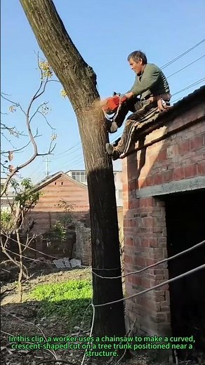 Tree Felling Tips: Directional Crescent Cut for Safe Tree Removal