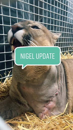 NIGEL UPDATE || TW :- Scars