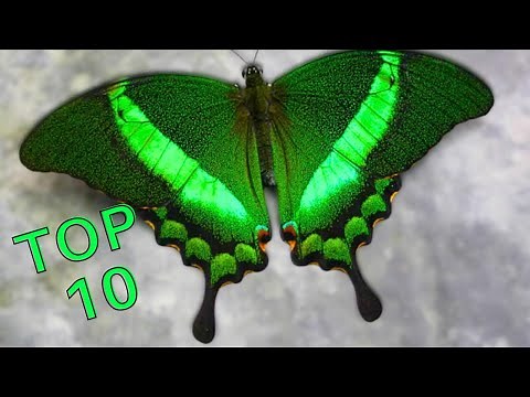 TOP 10 BUTTERFLIES You MUST SEE