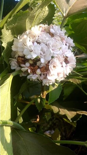 మీ ఊరిలో ఈ పూల మొక్కను ఏమని పిలుస్తారు? 🤔 #shortsfeed #flowers #shorts