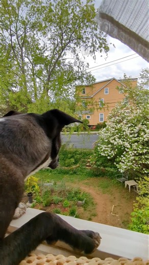 the VIEW out my window #spring #scenicpennsylvania #backyard