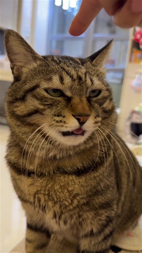 Engaging Robot Cat: Fun Interactions Await You