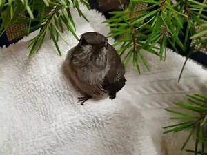 29K views · 344 reactions | These cold and snowy conditions can be a...