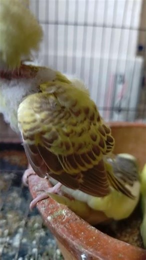 Smart Budgie Being Absolutely Hilarious! 🐦‍⬛🤣 Top Funny Budgie Videos