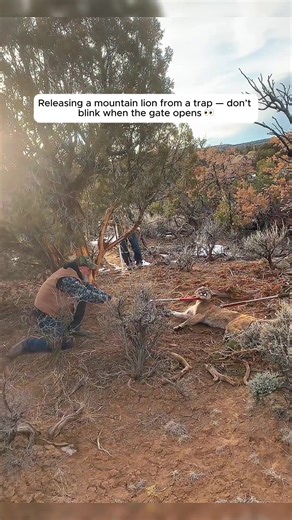 Releasing a Mountain Lion from a Trap