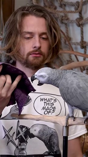 This Parrot Is Awesome Animal Beast Funny Video Clip