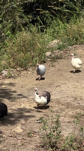 Hatching Fertilized Eggs into Chicks