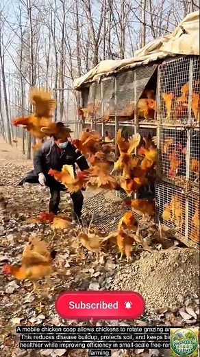 Smart Poultry Farming: Why This Mobile Coop Is A Game Changer#satisfying #agritech #farming #viral