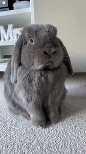 Bunnies? Oh, they're kind of a big deal 🐰👑 _______________________________________ 📷 IG: Rabbit_vanpersie 💖 📦 Monthly treats & toys from Happy Bunny Club! 🐣 Only 2 weeks left to order our Easter-themed March box. | Happy Bunny Club