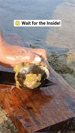 😱 Cutting Open a Giant Sea Shell! What Was Hidden Inside? 🐚🤯 #shorts