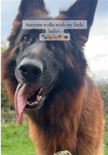 Autumn stroll in the woods with my girls #dog #autumn #dogmon #fyp #dogsoftiktok