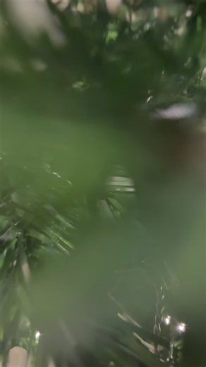 Operation Christmas Tree completed ☑️ #christmas #2025