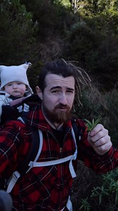 Koromiko is the riverbank healer. Known for soothing stomach troubles and calming the body. You can chew a few of the fresh leaves raw for a gentle, bitter medicine. #Koromiko #NZNativePlants #RongoāMāori #WildMedicine #BushKnowledge #NatureHeals #PlantWisdom #ForagingNZ #PrimalLiving | Brando Yelavich