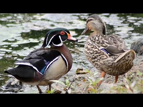 Male wood duck chattering with its Mallard mate