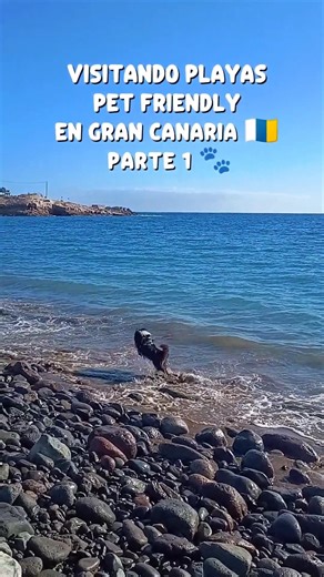 Visitando playas pet friendly en Gran Canaria con nuestro perro 🐾 #grancanaria #playaparaperros