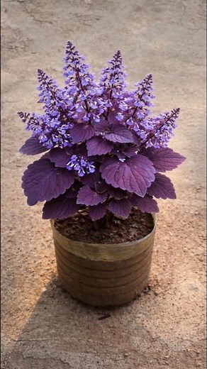 Coleus Care & Pruning Tips 🌿 Make It Bushy & Beautiful!