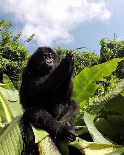 GoPro on Instagram: "Happy #EarthDay 🌎 Stop your scroll + celebrate everything that makes our planet home: oceans, mountains, plants, animals, + everything in between. Here’s to Mother Nature 🌱🌊🏔 Remember, while we love celebrating all our planet has to offer on Earth Day, it will take sustained action from all of us to preserve the beauty that she offers. 🎬 @willstrath, @smile_pii, @fabreezy_, @ellisvanjason, @gracegorillas, @l.morandini, @anthonystengel, @k_wicksy, @svalbard_global_seed_v