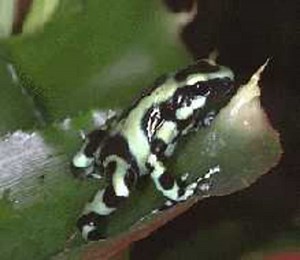 Fruit Flies: How To Grow Flightless Drosophila Melanogaster or Hydei Fruit Fly Culture for Your Pets