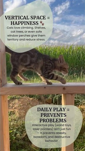 🚨 3 Cat Care Mistakes That Could Harm Your Cat!