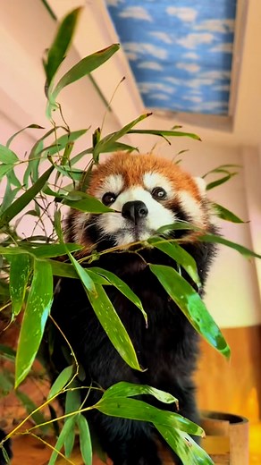 3.7K views · 516 reactions | #UltimateRedPanda #RedPandaLove #PandaAdventures #WildlifeWonder #CuteAnimals #NatureLovers | Ultimate Red Panda | Facebook