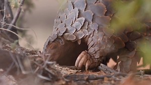 Watch as a ground pangolin forages for ants and termites at Tswalu Kalahari 🎥 Mark Winckler | Africa Geographic