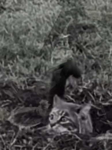 World War I trench warfare emerged on the Western Front in late 1914, when machine guns and rapid‑fire artillery made open‑field maneuver suicidal and forced both sides to dig in from Switzerland to the North Sea. The result was a vast, layered system of zigzagging front‑line, support, and reserve trenches, up to a mile or more in depth, linked by communication trenches and fronted by dense barbed‑wire and “no man’s land.” Attacks typically began with heavy bombardments meant to cut wire and sil