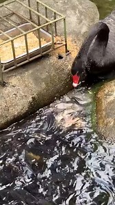 Amazing Moments Of Animal Generosity! | Dog Kindness