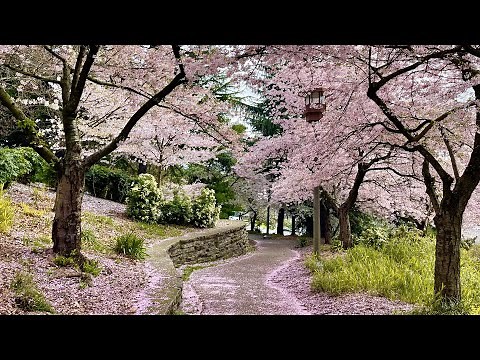 Hidden Cherry Blossom Paradise At This Seattle Park In Japantown! 🌸🌸🌸