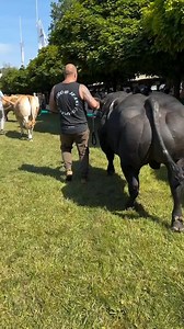Sapi bokong semok | Pesona wisata kita